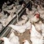 Инжавинская птицефабрика (Тамбовская область) прирастет мясоперерабатывающим заводом