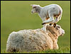В Чите пройдёт аукцион по продаже племенных овец и коз