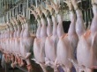 До 500 тонн охлажденного мяса будет производить птицефабрика "Дукчинская" на Колыме