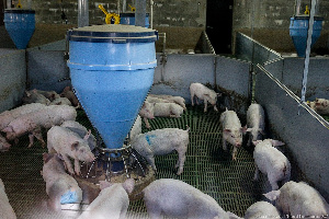 В одном из крупнейших калининградских свинокомплексов обнаружили АЧС
