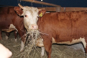 Зимовка скота в Оренбужье пройдет без дефицита кормов