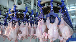 Казахстан: На Востоке снизилось производство мяса птицы