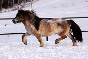 В Приморском крае будут разводить якутских лошадей мясной породы
