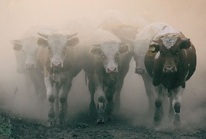 В Забайкальском крае выявлено два случая ящура КРС