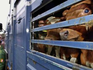 Евросоюз намерен изменить закон о транспортировке скота