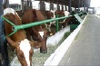 Липецк: Семейные мини-фермы - перспективное направление животноводства