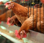 Птицефабрики Казахстана забивают птицу из-за дефицита кормов