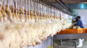 Таджикистан продолжает наращивать производство куриного мяса