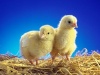 Цыплята из Нидерландов поселятся на тюменской птицефабрике