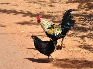 Каждая вторая куриная тушка в Индии загрязнена антибиотиками