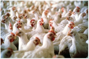 Достигнута договоренность о снижении цены на продукцию птицефабрики «Пермская» на 5-10 процентов