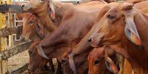 Австралии скоро не хватит коров