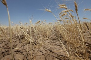​В Бурятии из-за засухи пострадало 122 хозяйства 