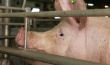ЕК не подтвердила переговоры с РФ о возобновлении поставок свинины