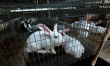 Костромские специалисты помогут коллегам из Тамбовской области в организации кролиководческой фермы