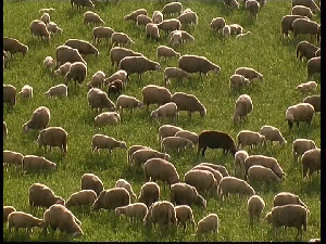 В Забайкалье завершается разработка комплексной программы развития овцеводства