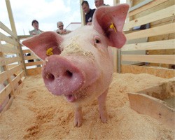 Украина запретила ввоз польской свинины без лабораторных исследований Украина запретила ввоз польской свинины без лабораторных исследований