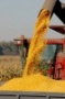 "Агро-Белогорье" завершает уборку поздних зерновых культур