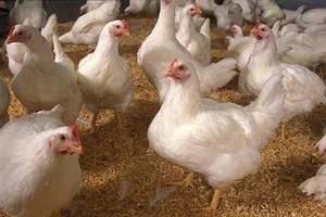 Американского производителя куриных яиц обвиняют в жестоком обращении с птицами Американского производителя куриных яиц обвиняют в жестоком обращении с птицами