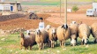 В Турции отмечены вспышки ящура