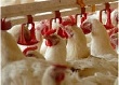 Кто контролирует белорусский рынок куриного мяса