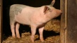 Немецкий концерн вложит 200 млн. евро в сербскую свиную ферму