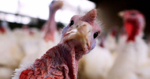 Задонская птицефабрика оштрафована за злоупотребление антибиотиками