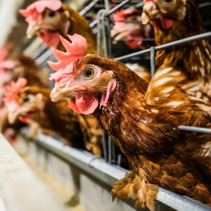 Свердловский комбинат хлебопродуктов не смог отсудить свои акции у «Рефтинской»