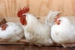 Объём производства мяса птицы в России упал после достижения рекорда
