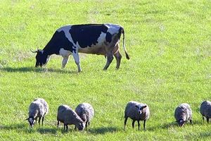 Подмосковье удвоит поголовье мясного скота к 2020 году