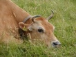 В Подмосковье появилось подозрение на заболевание коров ящуром