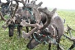 Поддержка оленеводства в Хабаровском крае в 2013 году обойдется в 136 миллионов рублей