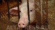 Россия: Цену начало "колбасить". За два месяца свинина на Алтае подорожала почти на 20%