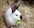 Сами с ушами. В омской области развивают кролиководство
