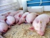 В Ростовской области из-за угрозы АЧС ликвидировано 25 свиноферм