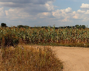 «Мираторг» купил бывшее хозяйство «Разгуляя»