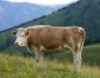 В Забайкалье растет численность поголовья скота