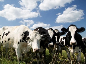 На Черниговщине китайцы построят комплекс по разведению крупного рогатого скота