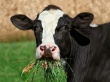 Пензенские фермеры поедут в Беларусь изучать методы кормления скота