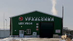 Свинокомплекс «Уральский» сворачивает деятельность в Полевском из-за протестов