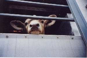 Почти 160 голов животных пытались незаконно провезти в Саратовской области