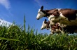 В Липецкой области продолжает снижаться поголовье крупного рогатого скота