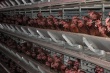 На саратовской птицефабрике "Возрождение-1" готовится проект по строительству и реконструкции