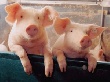 Российские свиноводы получили первый транш субсидий