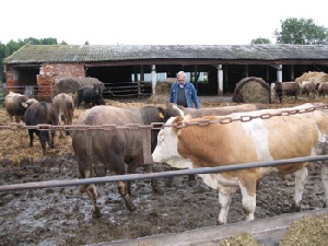 Животноводство – приоритетная отрасль Калужского АПК