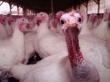 В Канаде на двух фермерских хозяйствах был обнаружен вирус птичьего гриппа