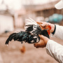 Специалисты ФГБУ «ВНИИЗЖ» провели исследования более 3800 образцов на наличие вируса гриппа птиц