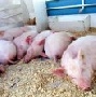 В Знаменском районе Тамбовской области уничтожили всех свиней