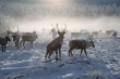 В Якутии волки травят тысячи домашних оленей