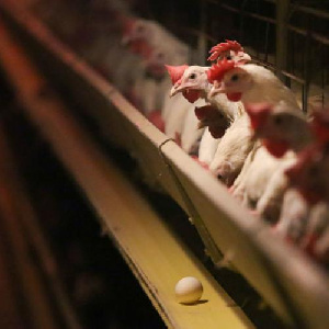 Около 20 тысяч куриц погибли на птицефабрике «Кировградская»